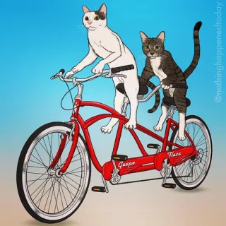 😁 188956da gatto, bicicletta, animali, tandem, divertente telegram sticker