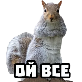 🤦♀️ 628b0b9e ОЙ ВСЕ squirrel, animal, cute, rodent telegram sticker