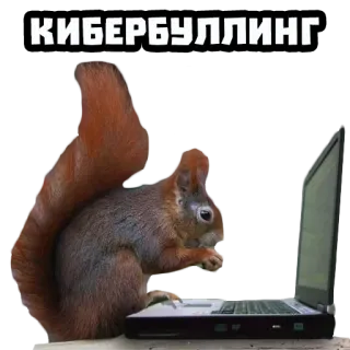 💻 c2f4d557 КИБЕРБУЛЛИНГ cyberbullying, squirrel, laptop, internet telegram sticker