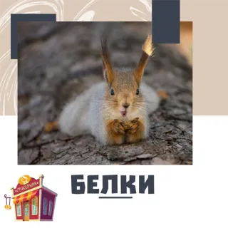 📁 c9fda22f БЕЛКИ squirrel, animal, nature, rodent telegram sticker
