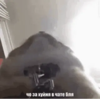 🐈 64f00522 чо за хуйня в чате бля แมว, รัสเซีย, คำพูดหยาบคาย, คำสบถ telegram sticker