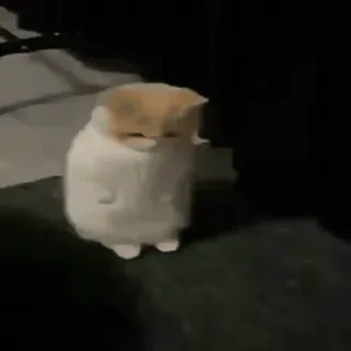 🐈 ccea8fff แมว, เศร้า, เหงา, มีม, สัตว์, น่ารัก telegram sticker