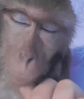 😬 29030a47 animal, macaco, primata, dormindo telegram sticker