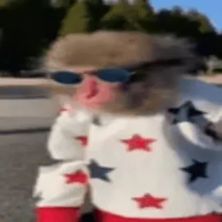 😎 410c6249 macaco, animal, óculos de sol, macaco japonês, macaco da neve, estrelas, roupa telegram sticker