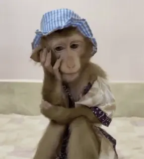 ❤️ 4755e2ed macaco, animal, chapéu, fofo, primata, fantasiado, entediado, pensando telegram sticker