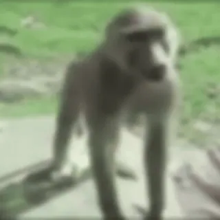 🐵 51c6b650 macaco, animal, vida selvagem, mamífero, natureza telegram sticker