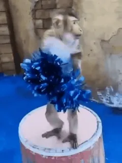 Бибизьяны :: @fStikBot telegram stickers