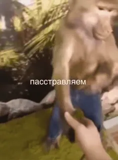 🌟 58e07d67 пасстравляем macaco, babuíno, animal, parabéns, russo telegram sticker