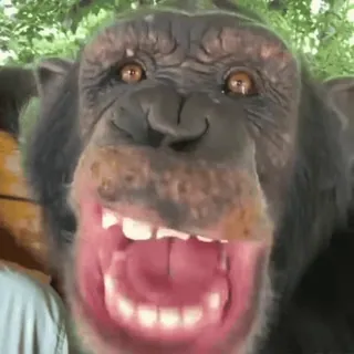 😁 5c776405 chimpanzé, macaco, animal, primata, símios, vida selvagem telegram sticker