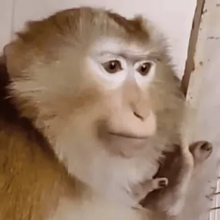 🌟 5f783e82 macaco, primata, animal, dedo do meio, gesto ofensivo telegram sticker