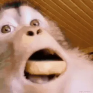 😨 64916529 macaco, chocado, engraçado, meme, animal, primata, reação telegram sticker