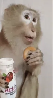 😨 698a24a5 Actimel macaco, iogurte, animal, comida, bebida telegram sticker