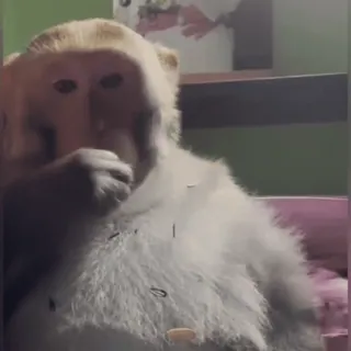 🌟 7c75763f macaco, animal, mamífero, vida selvagem, primate telegram sticker