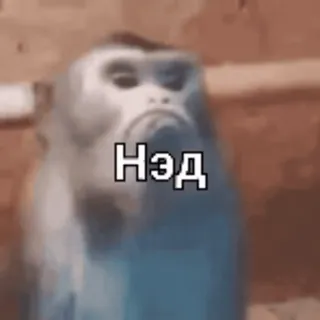 🌟 83184772 Нэд macaco, animal, meme, russo telegram sticker