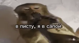 🌟 8b0202c2 в писту, я в сапой macaco, álcool, bebendo, animal, russo, ofensivo telegram sticker