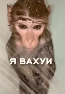 😱 941cc0cd Я вахуи macaco, animal, primata telegram sticker