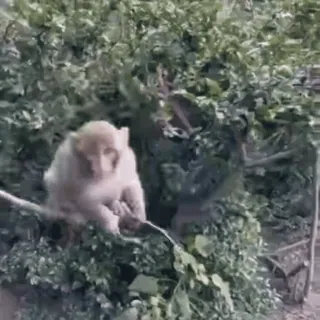 🐵 994bd4a7 urso, animal, vida selvagem, filhote, natureza, ao ar livre telegram sticker