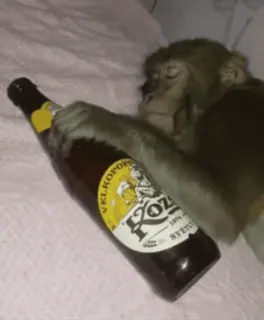 😘 b48387a5 VELKOPOPOVICKÝ KOZEL SVĚTLÝ cerveja, macaco, álcool, dormindo, kozel telegram sticker