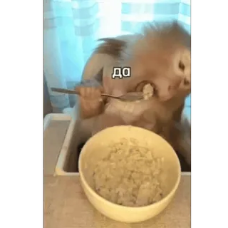 🌟 b57fc7d4 до macaco, comendo, comida, animal, tigela, colher, fofo telegram sticker