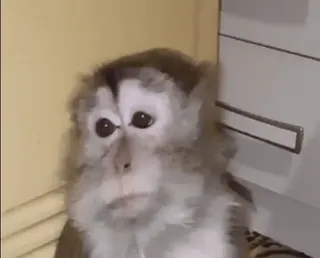 🙄 ba2a2159 macaco, animal, primata, fofo, mamífero telegram sticker