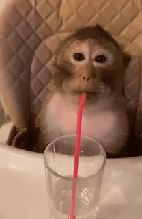 🥤 c704ce50 macaco, animal, bebendo, canudo, copo, fofo telegram sticker