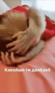 🌟 c79c1a54 какойше ти далбаеб Búlgaro, Insulto, Ofensivo telegram sticker