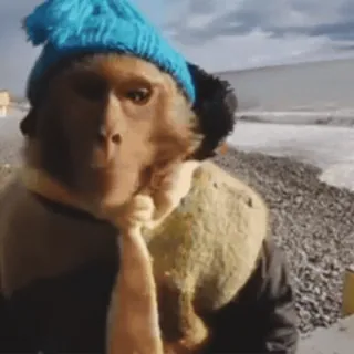 🧐 c98073c1 macaco, animal, chapéu, inverno, fofo telegram sticker