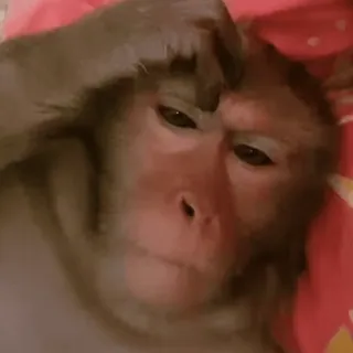 🤨 ce335039 animal, macaco, mamífero, triste, primata telegram sticker