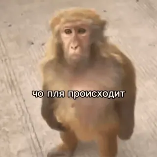 🌟 ee33595e ЧО ПЛЯ ПРОИСХОДИТ macaco, animal, meme, russo, confuso, pergunta telegram sticker