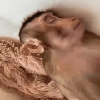 😴 f553e5af macaco, dormindo, animal, primata, fofo, relaxante telegram sticker