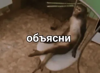 🌟 f760fee7 объясни macaco, cadeira, relaxante, animal, sentado telegram sticker