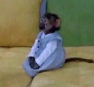 😢 0d77c62f 猿, 泣く, 悲しい, 動物, 可愛い, 涙 telegram sticker