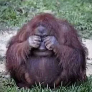 😭 0da1961e オランウータン, 猿, 動物, 霊長類, 悲しい, 怒り telegram sticker