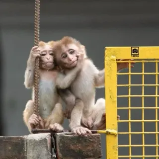 🫂 1802e7ff サル, 動物, かわいい, 友情, 自然, 野生動物 telegram sticker