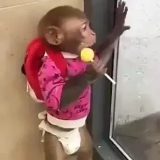 🫔 3729a991 猿, 動物, ロリポップ, 可愛い telegram sticker