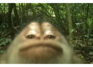 👓 423a17db カエル, 動物, 自然, 野生動物, 両生類, 森林 telegram sticker