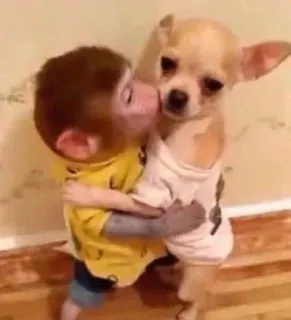 💋 48ea45a5 猿, 犬, ハグ, 動物, 友情, かわいい, 愛情 telegram sticker