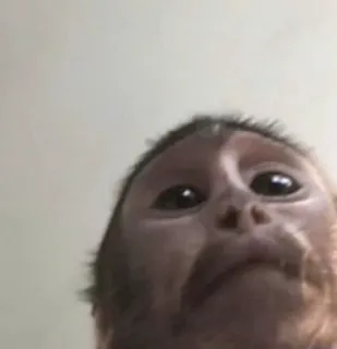 🤪 57d1a5be 猿, 動物, 霊長類, クローズアップ, 野生動物 telegram sticker