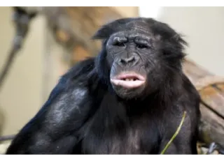 😳 59f06bd9 猿, 霊長類, 動物, 野生動物, 哺乳類, 自然 telegram sticker