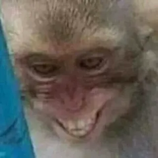 🤭 6fbf0e2c 猿, 動物, 霊長類, 面白い, ミーム telegram sticker