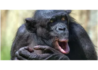 😲 74a446c3 猿, 動物, 霊長類, 類人猿, チンパンジー telegram sticker