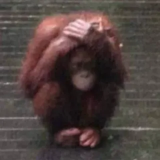 🙈 8c5c4a43 オランウータン, サル, 動物, 類人猿, 霊長類, 悲しい telegram sticker