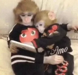 🤗 aa16741c 猿, 動物, かわいい, ハグ, 友情 telegram sticker