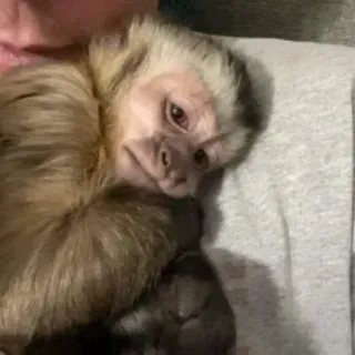 😢 b0169ae7 猿, 動物, かわいい, オマキザル, 霊長類 telegram sticker