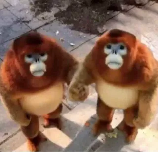 🧽 bdca465f 猿, 動物, 面白い, 類人猿, 自然, 野生動物 telegram sticker