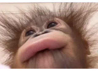 👀 bf7ebadb 猿, 類人猿, 動物, 野生動物, かわいい, 面白い telegram sticker