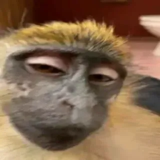 🫡 cf7810d2 猿, 動物, クローズアップ, ポートレート, 霊長類, バスルーム telegram sticker