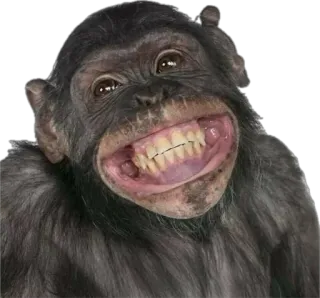 😃 d438cabb 猿, 類人猿, 動物, 霊長類, チンパンジー, 面白い telegram sticker