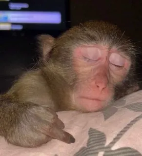 🖕 da28b53f 猿, 中指, 攻撃的, 動物, 霊長類 telegram sticker