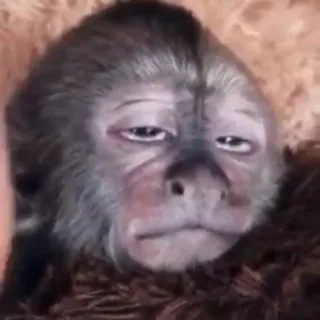 😟 dd6c323e サル, 動物, 類人猿, 哺乳類, 霊長類, かわいい, 野生動物 telegram sticker